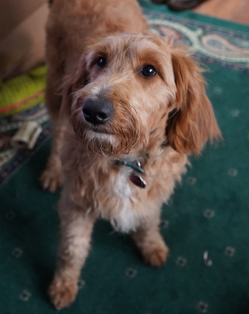 New Pittsburg Small Animal Clinic | 1436 W Old Lincoln Way West, Wooster, OH 44691, USA | Phone: (330) 264-7799