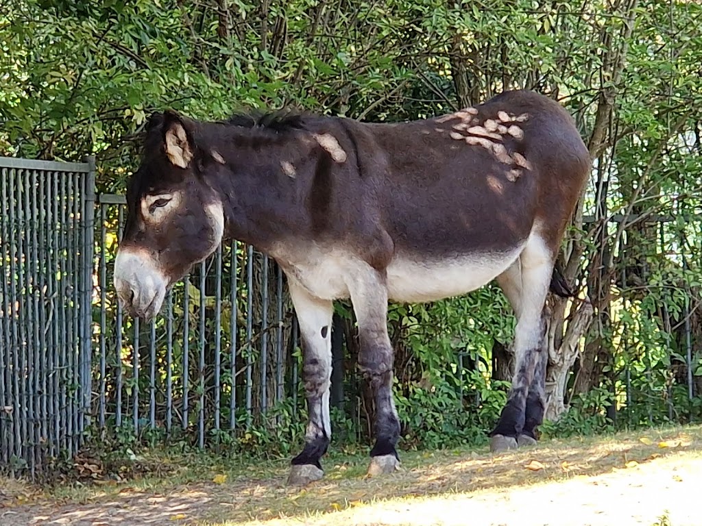 Kinderboerderij De Buiktuin | Noordhollandschkanaaldijk 19, 1034 ZL Amsterdam, Netherlands | Phone: 020 631 4376