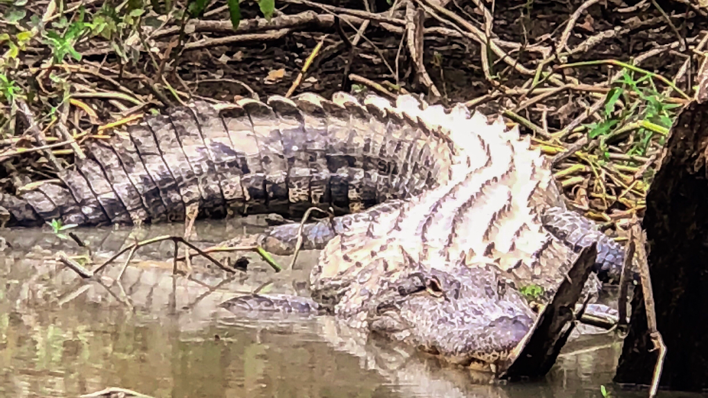 Swampin Grounds Tour Co. | 96 Live Oak Dr, Slidell, LA 70461, USA | Phone: (985) 256-8300