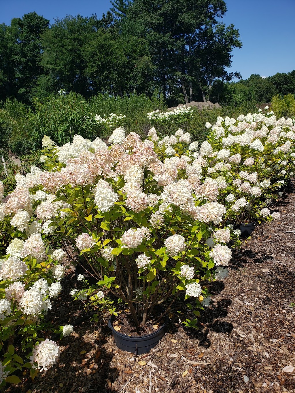 Countrybrook Farms | 175 Lowell Rd, Hudson, NH 03051, USA | Phone: (603) 886-5200