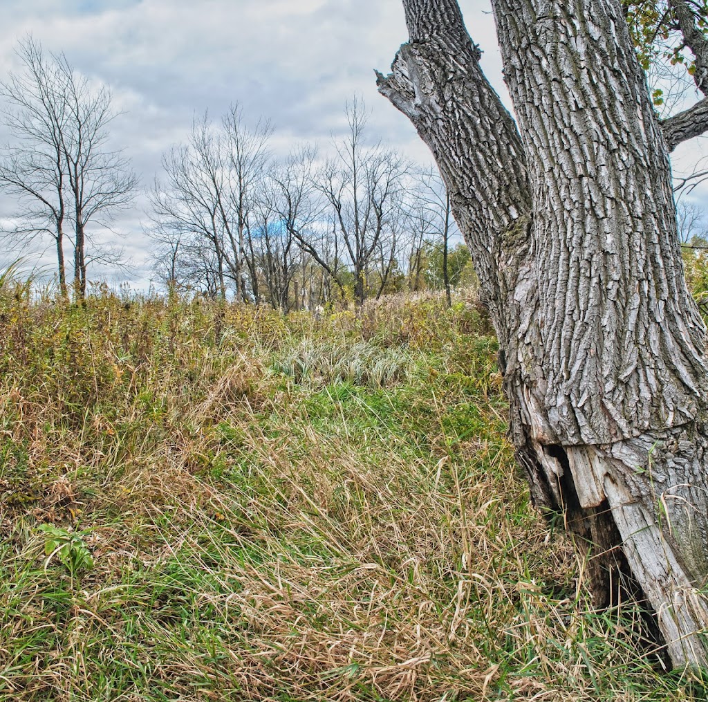 Waterloo Prairie State Natural Area | W8288 Blue Joint Rd, Waterloo, WI 53594, USA | Phone: (608) 266-0394