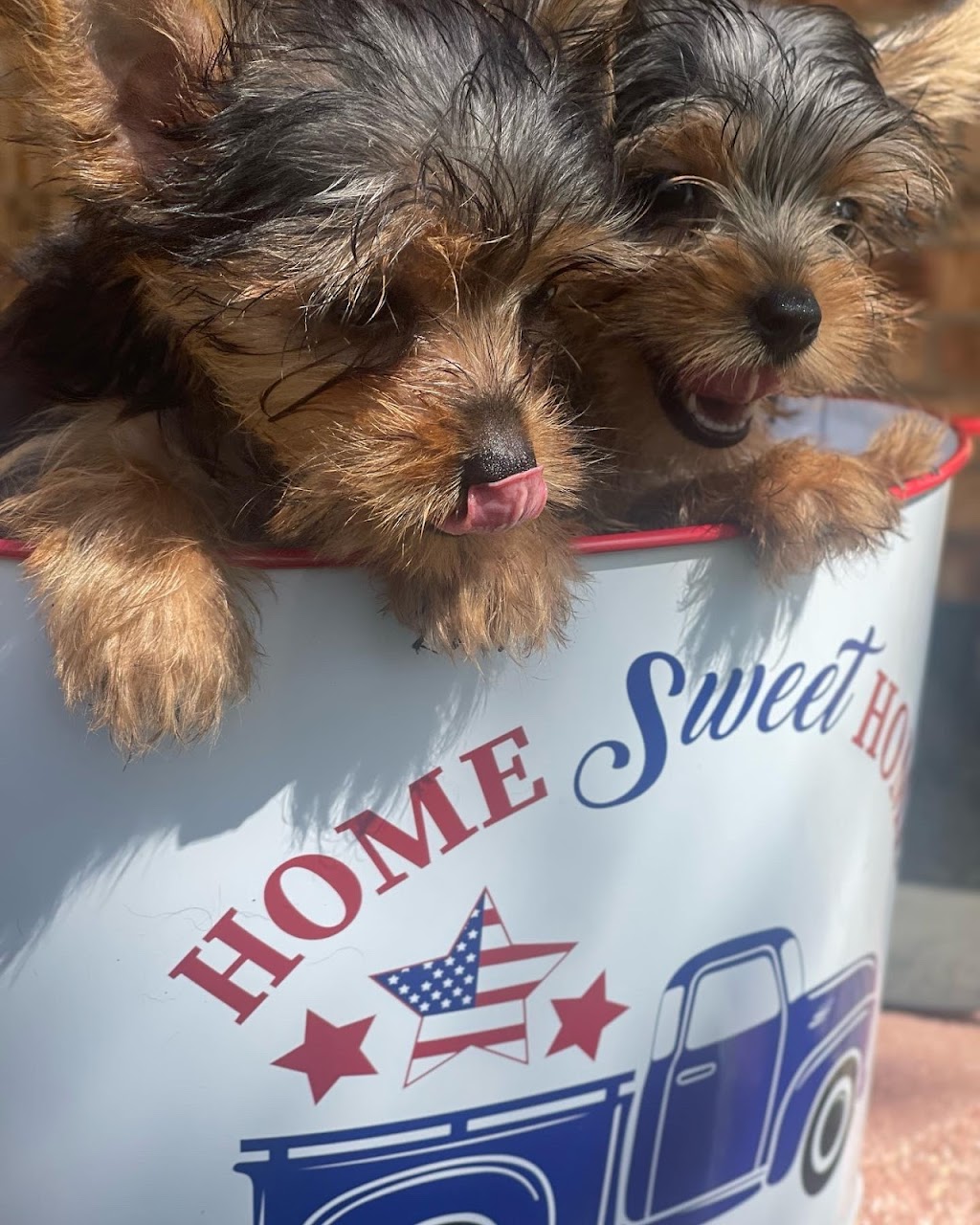 Yorkies of Austin | Gerald Ford St, Manor, TX 78653, USA | Phone: (512) 903-0982