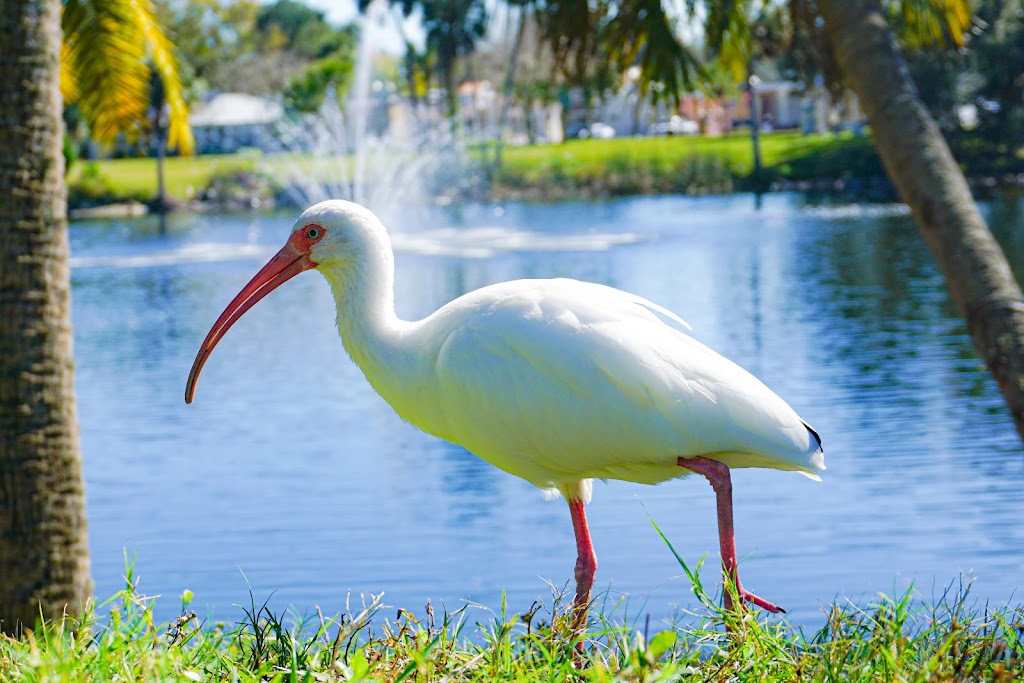 Sims Park | Grand Blvd &, Bank St, New Port Richey, FL 34652, USA | Phone: (727) 841-4560