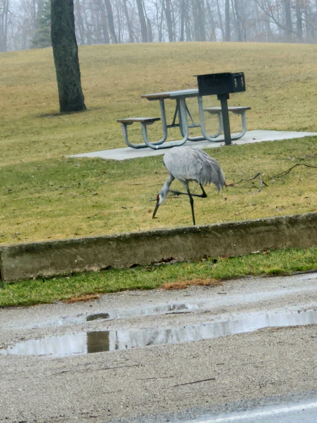 Little Wolf Lake County Park | 4925 Wolf Lake Rd, Grass Lake, MI 49240, USA | Phone: (517) 788-4320