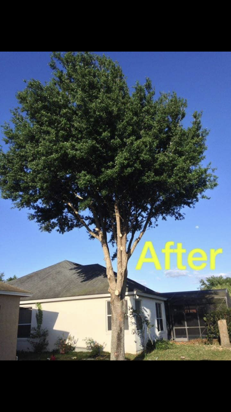 BC Tree Service & Landscaping | 5612 FL-48, Okahumpka, FL 34762, USA | Phone: (352) 409-5955