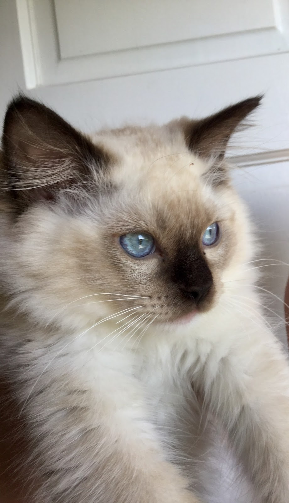 Raggymay Ragdolls | 328 Hillcrest Ave, Burlington, NC 27215, USA | Phone: (336) 570-1099