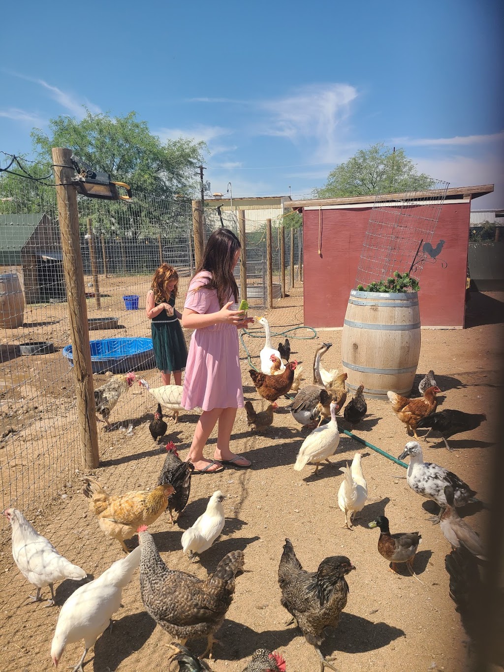 Tucson Petting Zoo and Funny Foot Farm | 2405 W Wetmore Rd, Tucson, AZ 85705, USA | Phone: (520) 399-6555