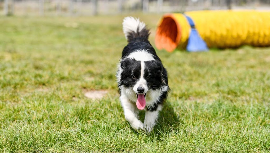 Connors Bog Dog Park | 5404 Jewel Lake Rd, Anchorage, AK 99517, USA | Phone: (907) 343-4355