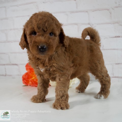 Windy Acres Puppy Adoptions | 1402 E 100 N Rd, Atwood, IL 61913, United States | Phone: (217) 722-9615