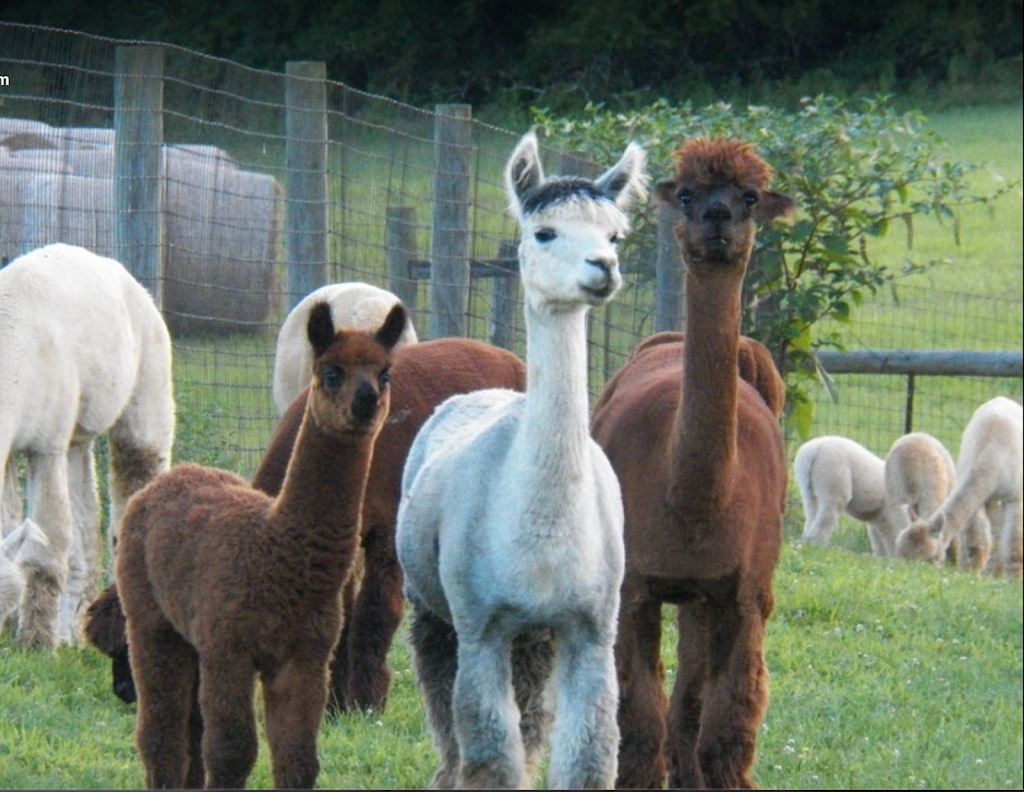 New Richmond Alpaca Farm | 1240 Bethel-New Richmond Rd, New Richmond, OH 45157, USA | Phone: (513) 253-3700
