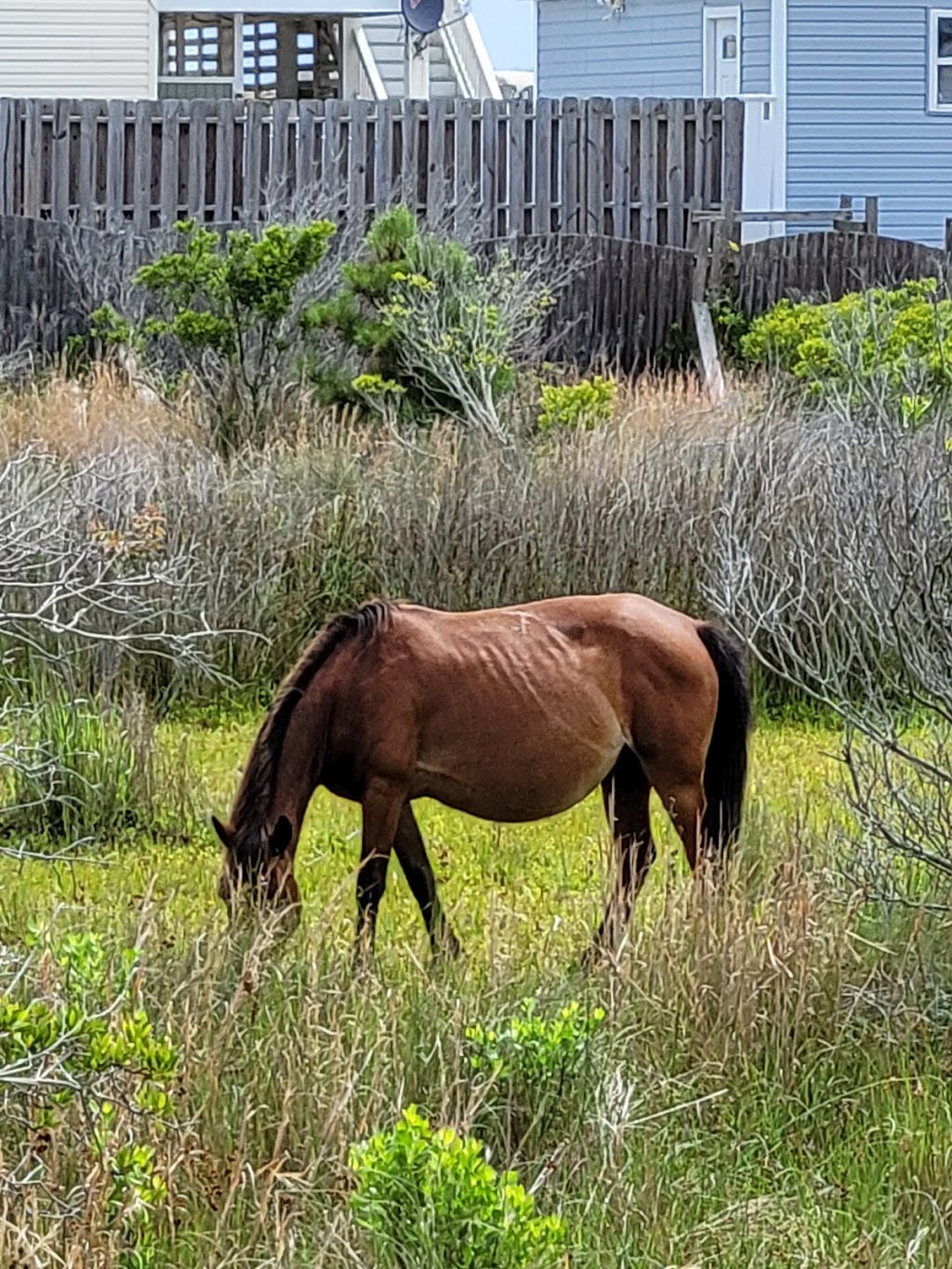 Corolla Wild Horse Tours | 1210 Ocean Trail, Corolla, NC 27927, USA | Phone: (252) 207-0511