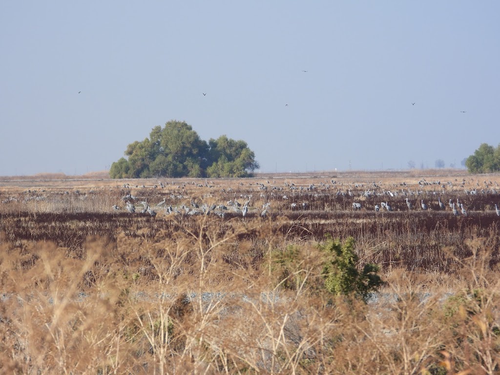 Pixley National Wildlife Refuge | Rd 88, Earlimart, CA 93219, USA | Phone: (661) 725-2767