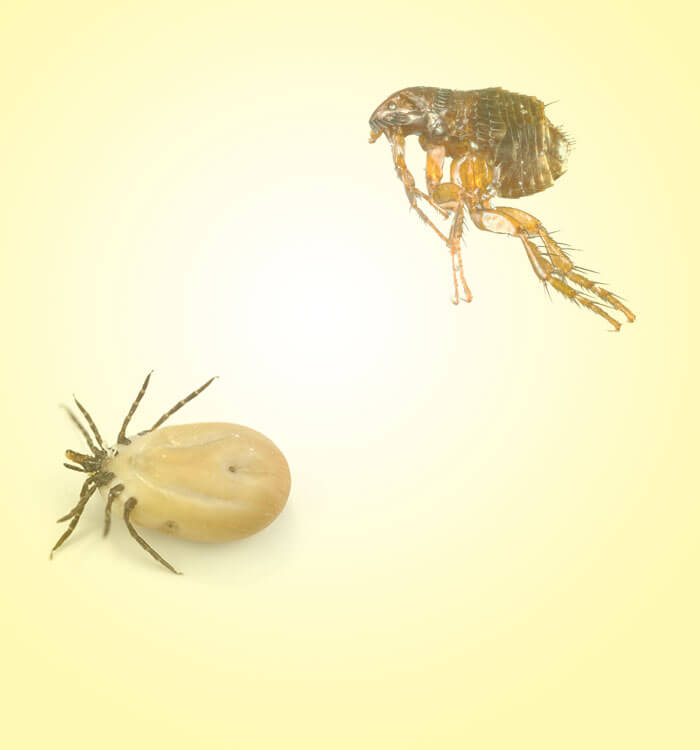 HOME SOLUTIONS: PEST CONTROL | 11059 Vollmer Ln, San Antonio, TX 78254, USA | Phone: (210) 679-9000