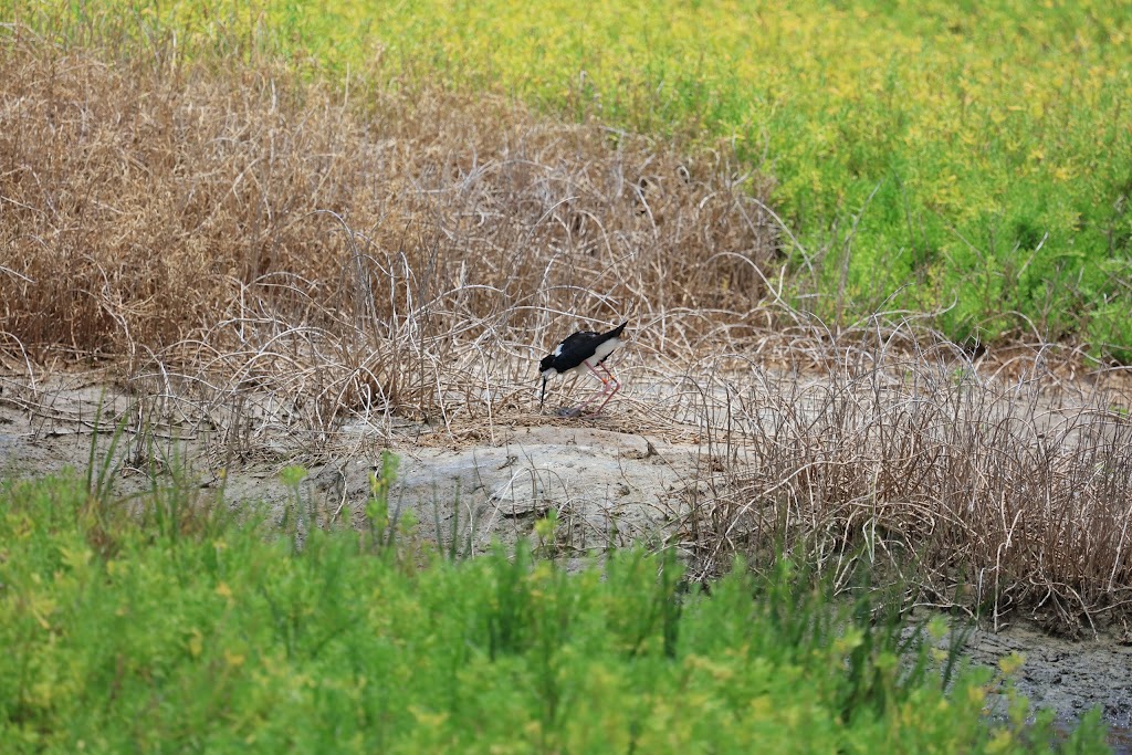 Kaelepulu Wetland Bird Preserve | 1460 Kiukee Pl, Kailua, HI 96734, USA | Phone: (808) 261-2179