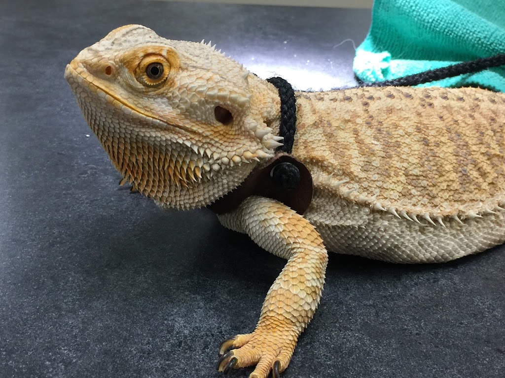 Little Critters Veterinary Hospital | 1525 N Gilbert Rd #C-101, Gilbert, AZ 85234, USA | Phone: (480) 696-7744 Little Critters Veterinary Hospital | 1525 N Gilbert Rd #C-101, Gilbert, AZ 85234, USA | Phone: (480) 696-7744