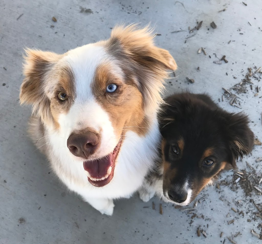 The Visiting Vet North County | Vía Puerta Del Sol, Bonsall, CA 92003, USA | Phone: (760) 420-5523
