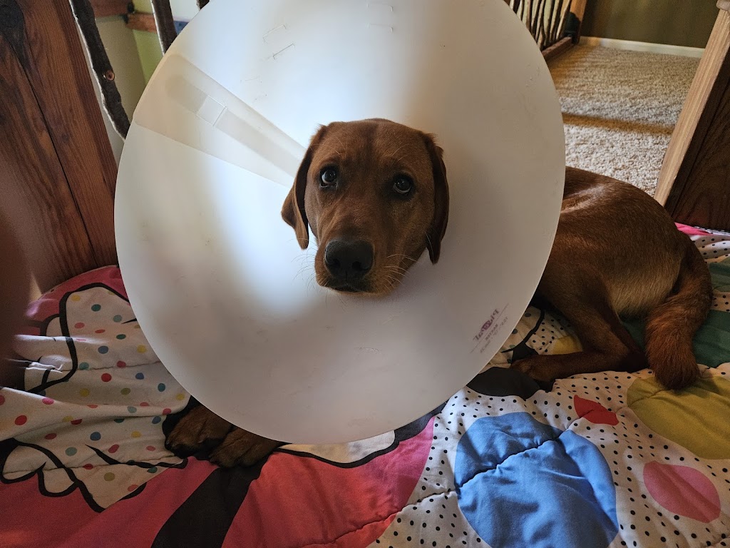 New Prague Veterinary Clinic | 1003 Main St E, New Prague, MN 56071, USA | Phone: (952) 758-2881