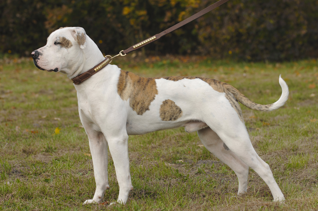 Continental Kennel Club, Inc. | 34045 Walker Rd N, Walker, LA 70785, USA | Phone: (800) 952-3376