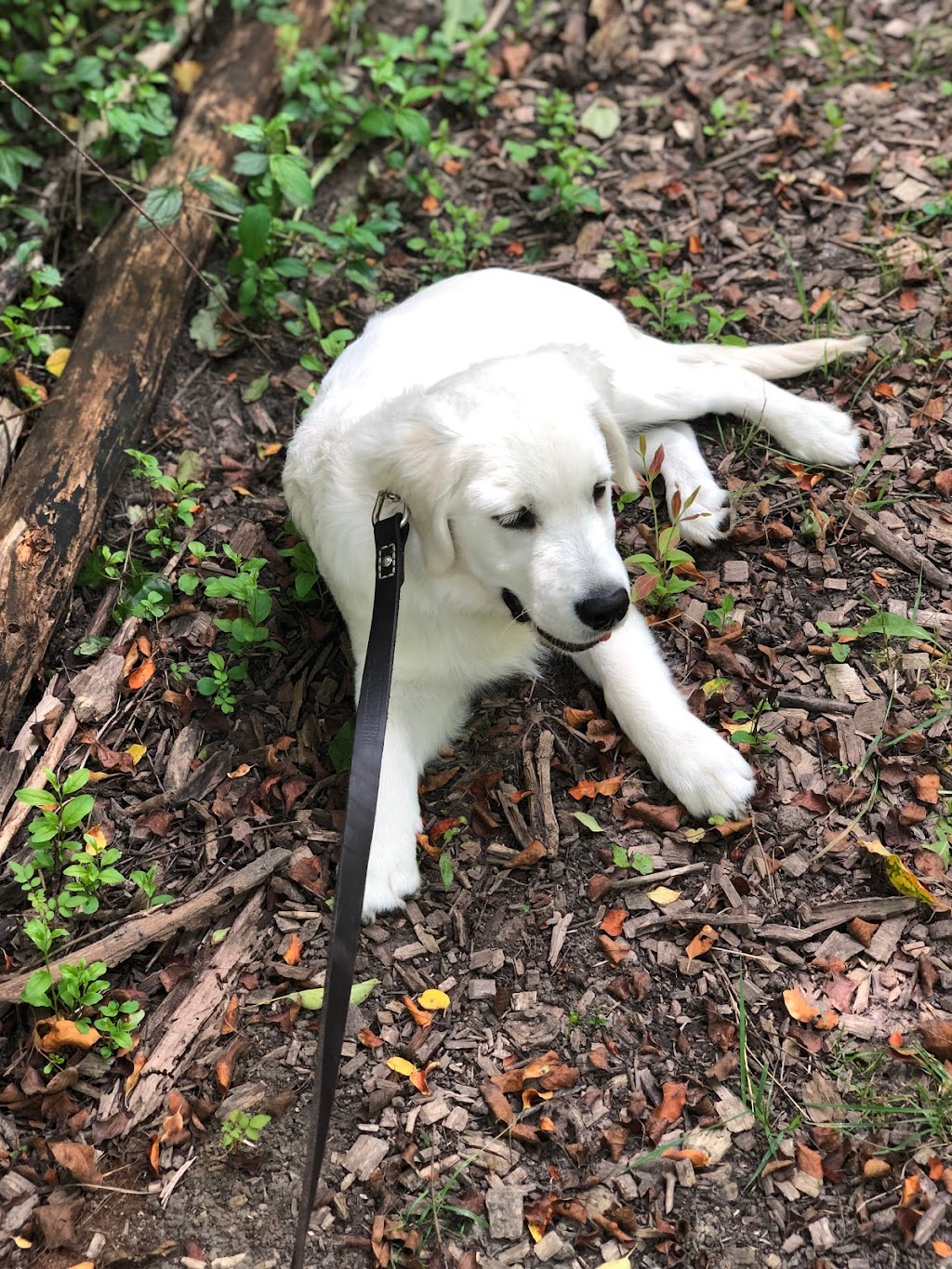 Dicken Woods Nature Area | 1495 S Maple Rd, Ann Arbor, MI 48103, USA | Phone: (734) 794-6230 Dicken Woods Nature Area | 1495 S Maple Rd, Ann Arbor, MI 48103, USA | Phone: (734) 794-6230