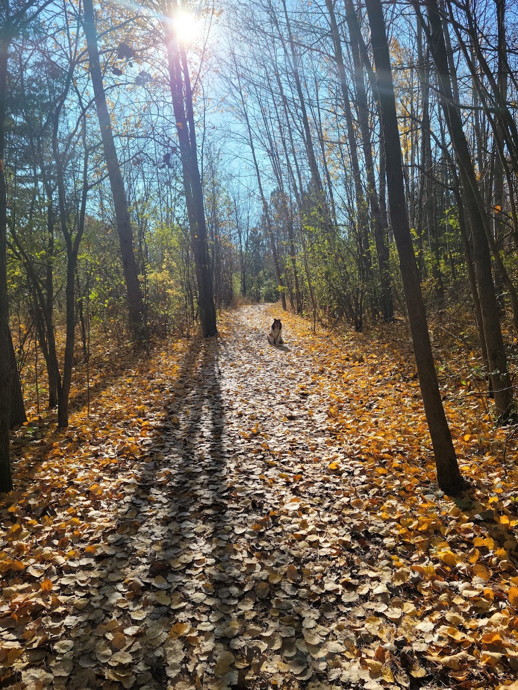 Lions Den Gorge Nature Preserve | 511 High Bluff Dr, Grafton, WI 53024, USA | Phone: (262) 284-8257