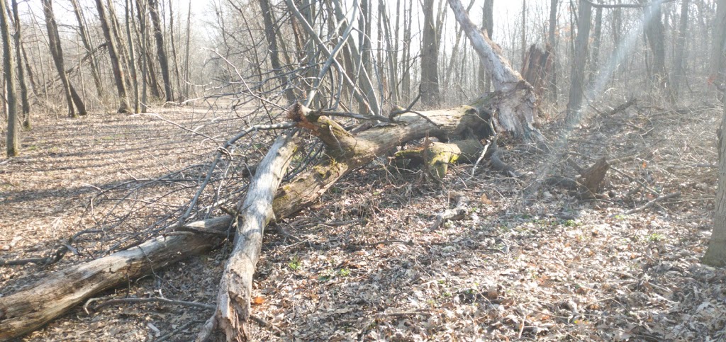 Mud Lake Forest and Ponds State Natural Area | Tollefson Rd, Rio, WI 53960, USA | Phone: (888) 936-7463