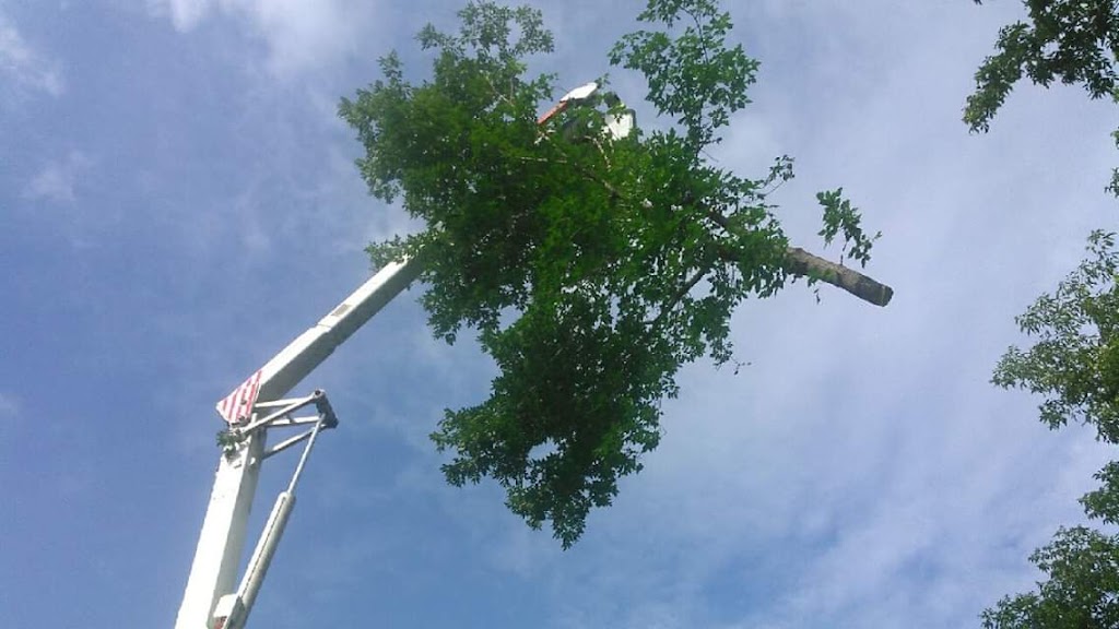 Clear Choice Tree Service | 1525 Crescent Rd Suite 1, Clifton Park, NY 12065, USA | Phone: (518) 470-6705