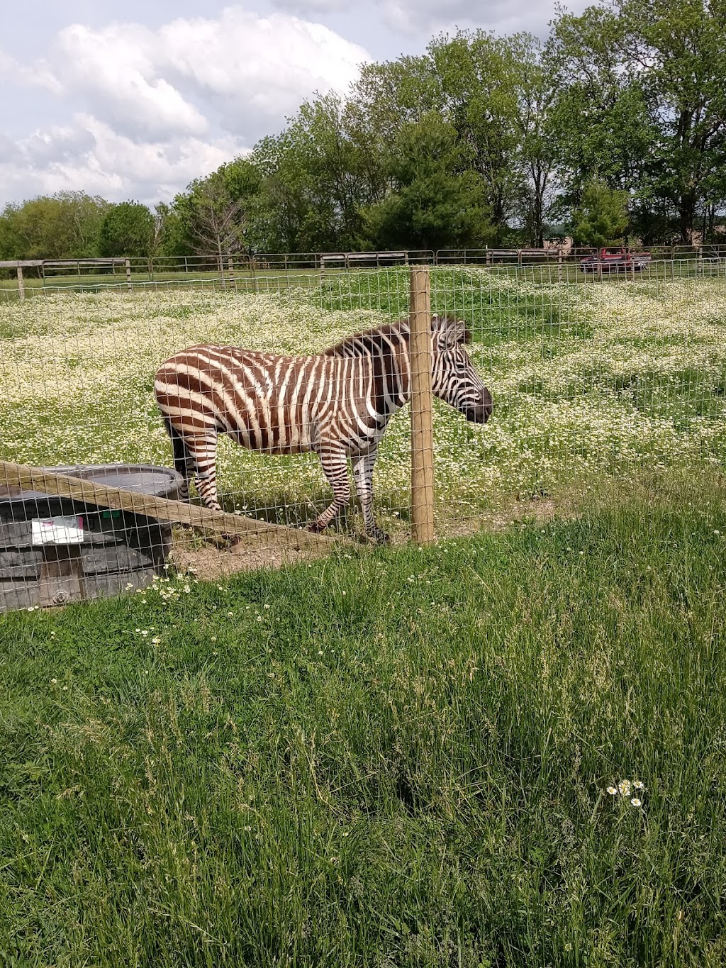 Rainbow Ranch Petting Zoo | 9906 IL-15, Nashville, IL 62263, USA | Phone: (618) 424-7979