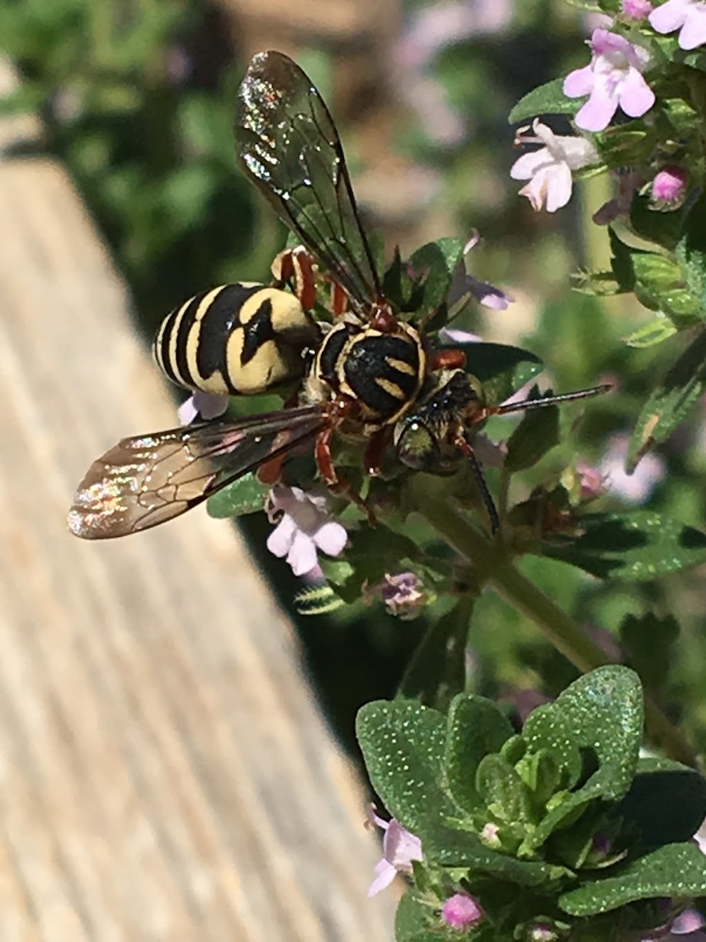 GreenValley Pest Management | 20 Entranosa Ln, Sandia Park, NM 87047, USA | Phone: (505) 435-7000