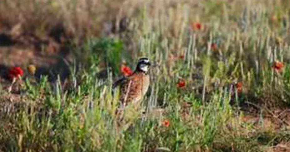 SPORTSMANS PRESERVE Quail Pheasant & Chukar Hunting in Florida | 4617 Garland Branch Rd, Dover, FL 33527, USA | Phone: (813) 956-1315