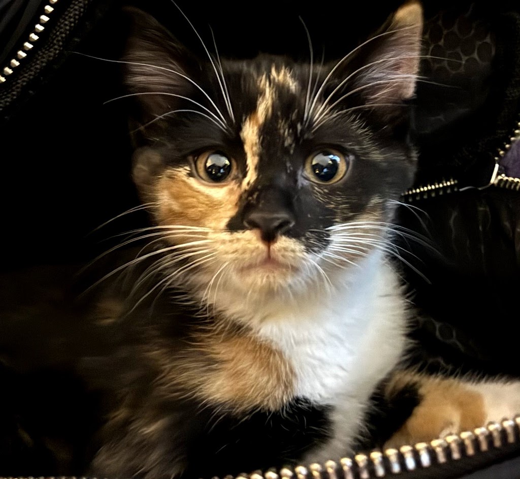 Gentle Doctor Veterinary Clinic | 4134 W County Rd 42 W, Savage, MN 55378, USA | Phone: (952) 895-8486