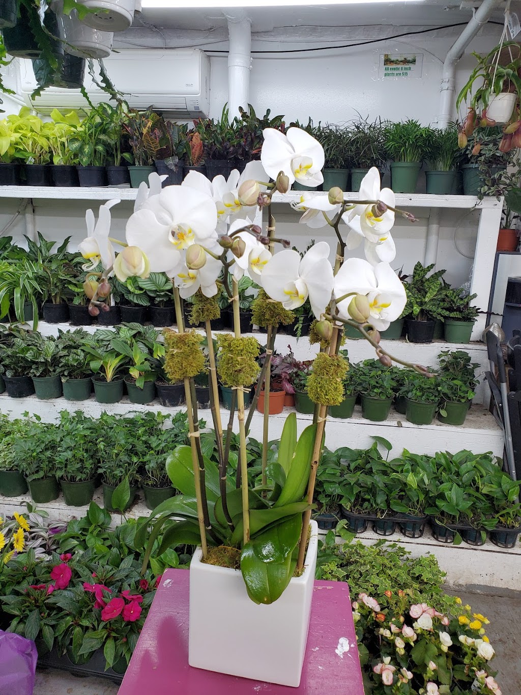 Tropical Plants And Orchids Inc | 106 W 28th St, New York, NY 10001, USA | Phone: (212) 255-7883
