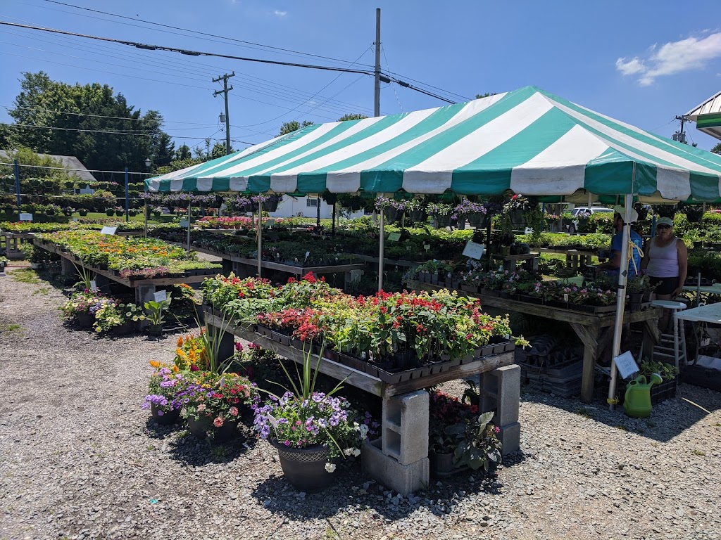 Rogers Trees & Nursery | 6331 Shallowford Rd, Lewisville, NC 27023, USA | Phone: (743) 999-0268