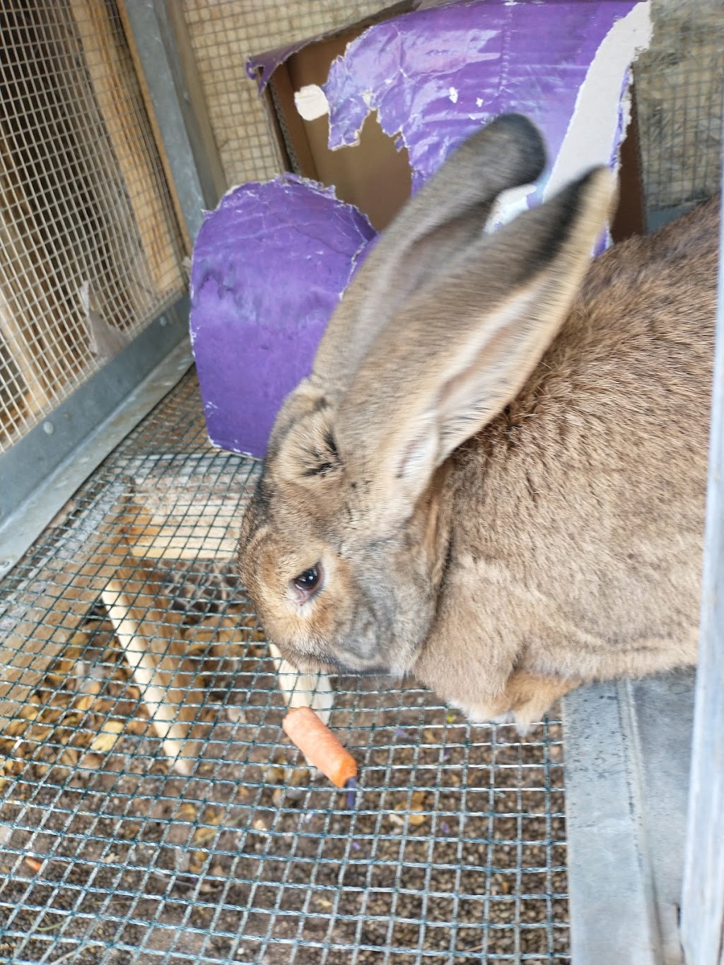 Jr Pony Parties | 1744 N Leonard Ln, Las Vegas, NV 89108, USA | Phone: (702) 631-4142