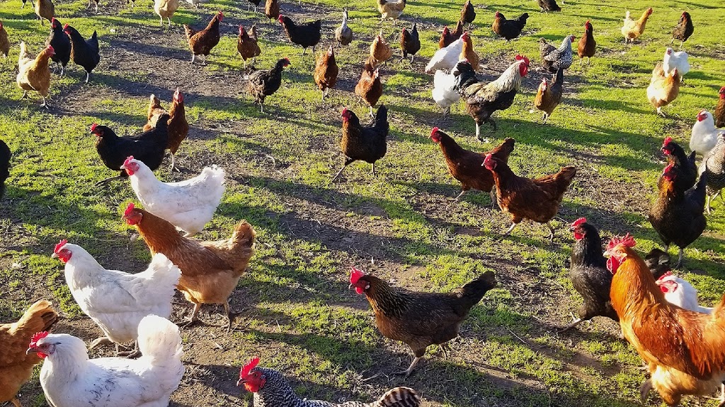 Corvus Farm - Regenerative Farming from Pescadero, California | 1701 Cabrillo Hwy, Pescadero, CA 94060, USA | Phone: (408) 402-1942