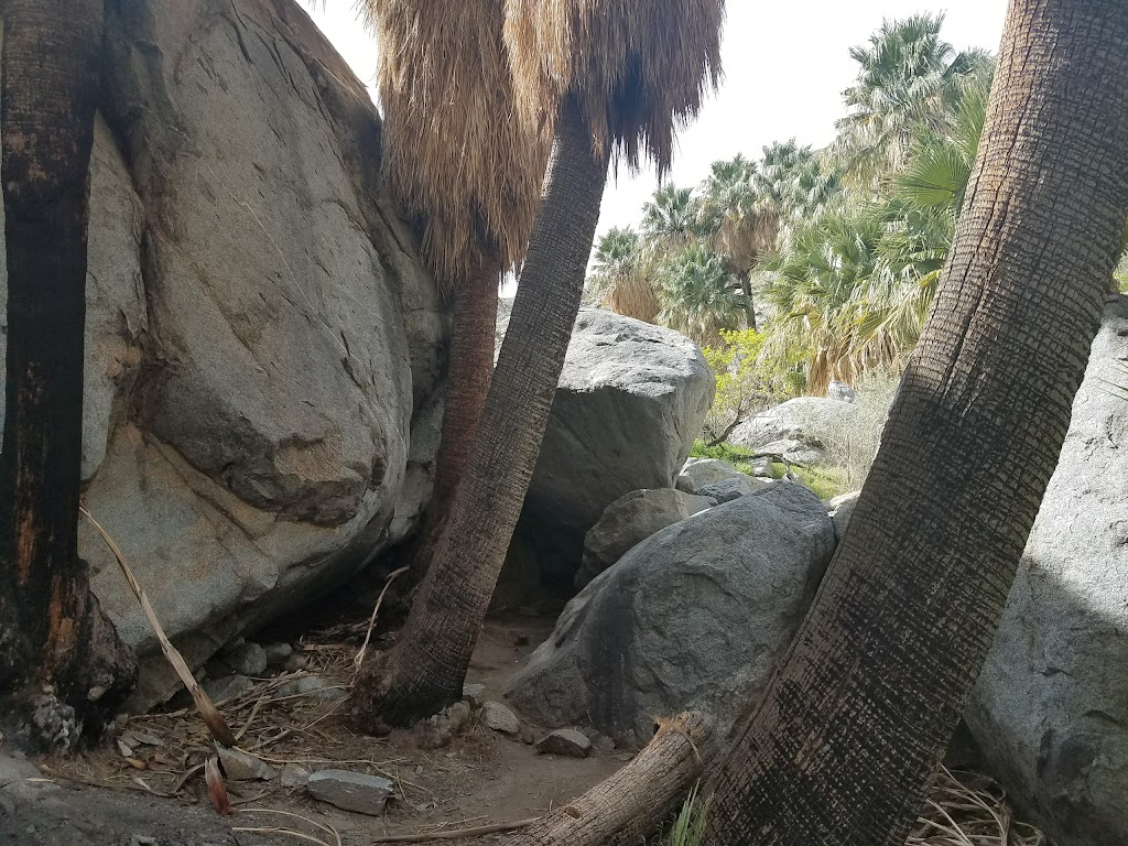 Hellhole Palms | Anza-Borrego Desert State Park, Palm Canyon Dr, Ranchita, CA 92066, USA | Phone: (760) 767-3385