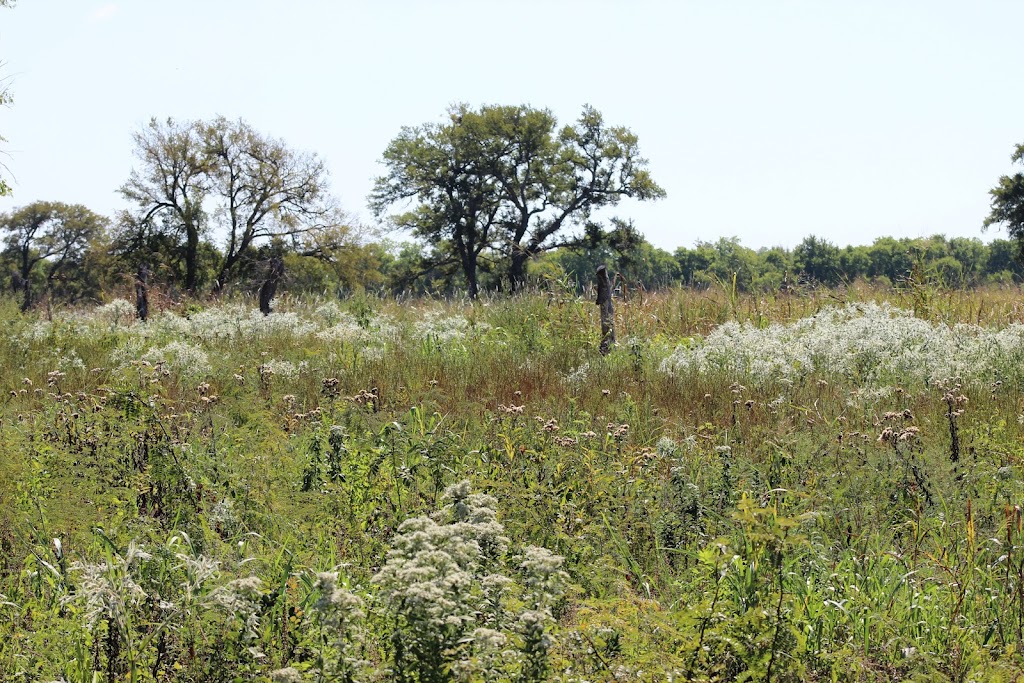 Clymer Meadow ~ Nature Conservancy | 4318 FM1562, Celeste, TX 75423, USA | Phone: (903) 568-4139