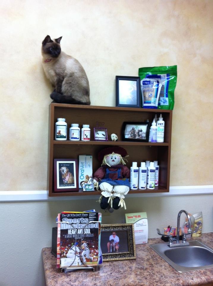 Poway Animal Hospital | 12219 Poway Rd, Poway, CA 92064, USA | Phone: (858) 748-3326