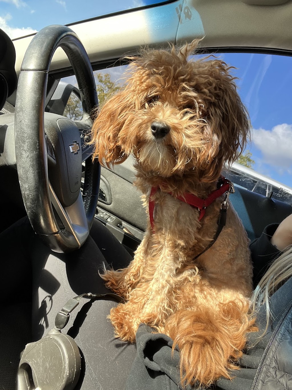 Bentleys Pet Stuff and Grooming & Self-Wash | 1249 E Higgins Rd Unit 1, Schaumburg, IL 60173, USA | Phone: (630) 635-2344