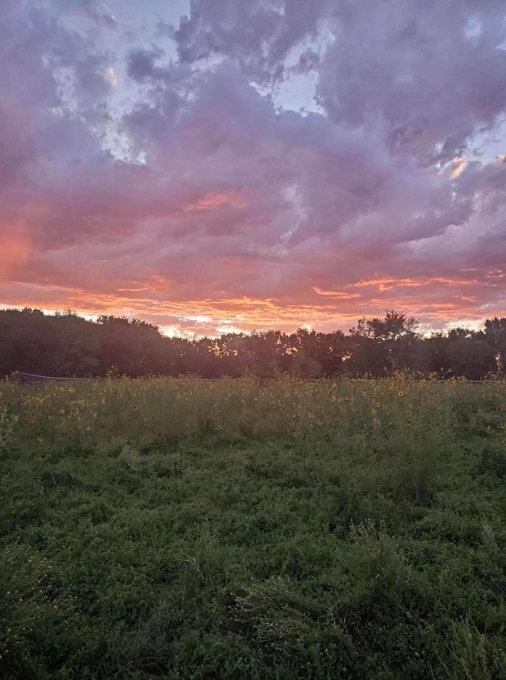 Serenity Stables | 26 Otero Rd, Los Lunas, NM 87031, USA | Phone: (505) 410-1619