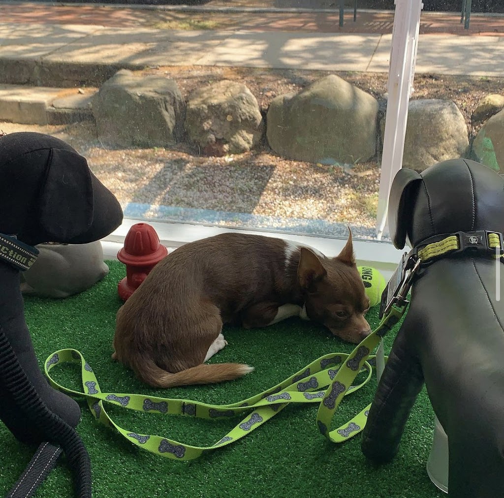 Pups on Main | 75 Main St, Cold Spring Harbor, NY 11724, USA | Phone: (631) 498-6668