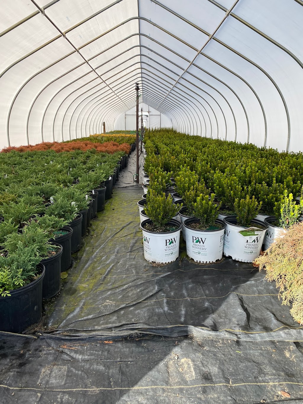 Maple Lane Nursery | 3025 US-9, Valatie, NY 12184, USA | Phone: (518) 758-7677