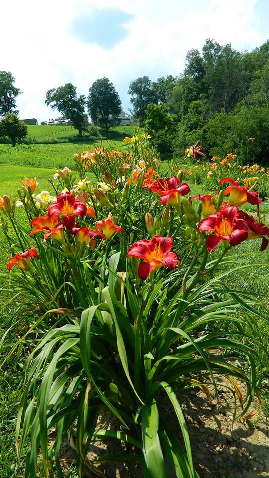 Daylily Valley Farm | 300 Tyro Rd, Baden, PA 15005, USA | Phone: (724) 876-0120