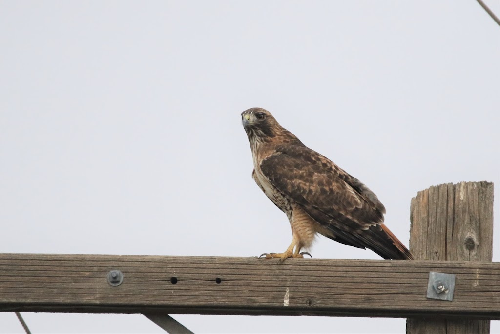 Los Banos Wildlife Area | 18110 Henry Miller Ave, Los Banos, CA 93635, USA | Phone: (209) 826-0463