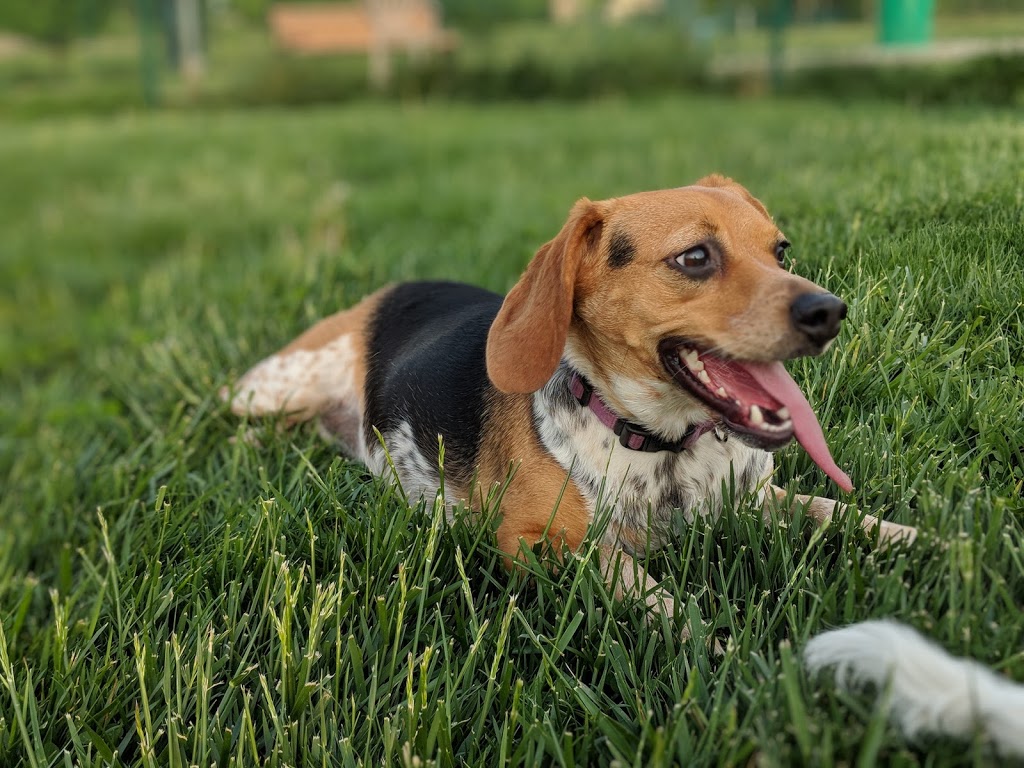 Violet Township Dog Park | 490 N Center St, Pickerington, OH 43147, USA | Phone: (614) 575-6911