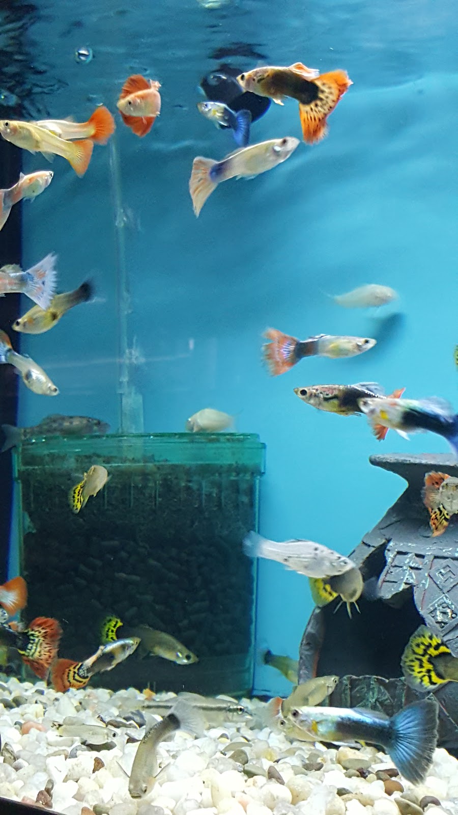 Aquariums By JJ | 55 Main St, Bloomingdale, NJ 07403, USA | Phone: (862) 666-9022