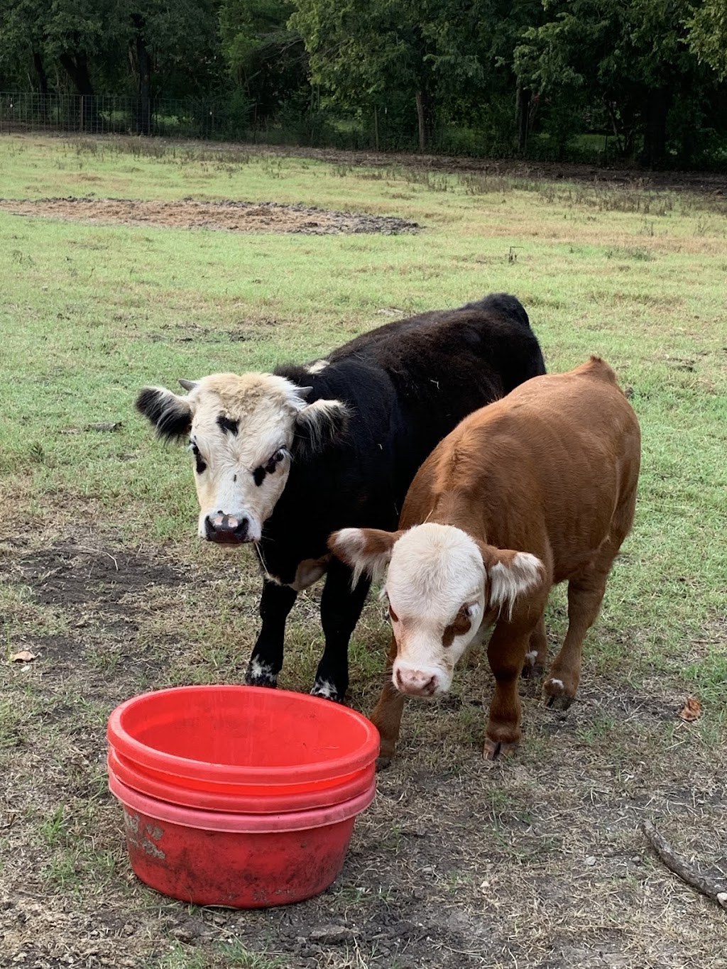 DCT Farms | 905 S Cockrell Hill Rd, Ovilla, TX 75154, USA | Phone: (972) 765-4269