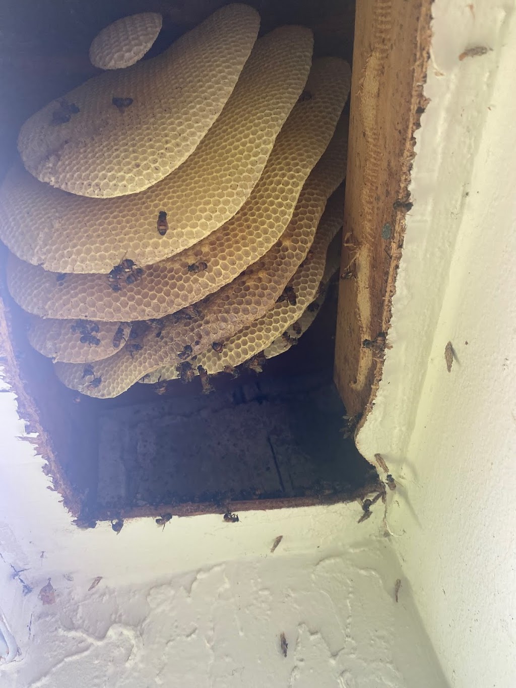 all bees removal | 11415 Earnest Blvd, Davie, FL 33325, USA | Phone: (954) 547-9951