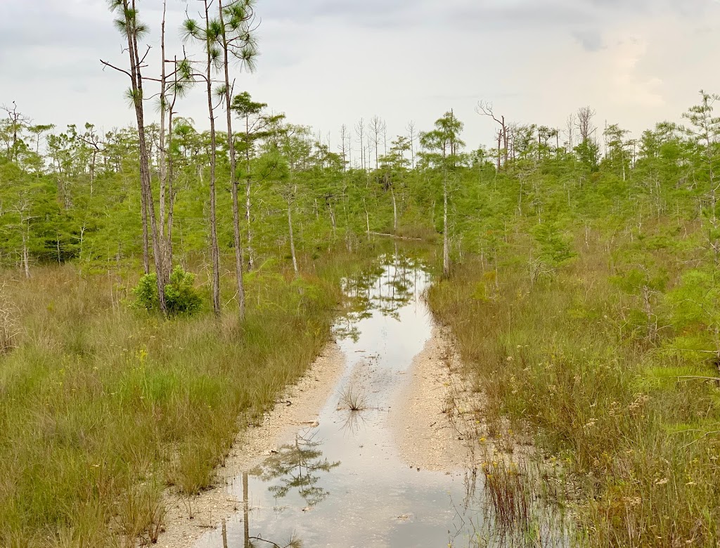 Everglades Swamp Buggy Adventure | 50910 Tamiami Trail E, Ochopee, FL 34141, USA | Phone: (239) 825-5762