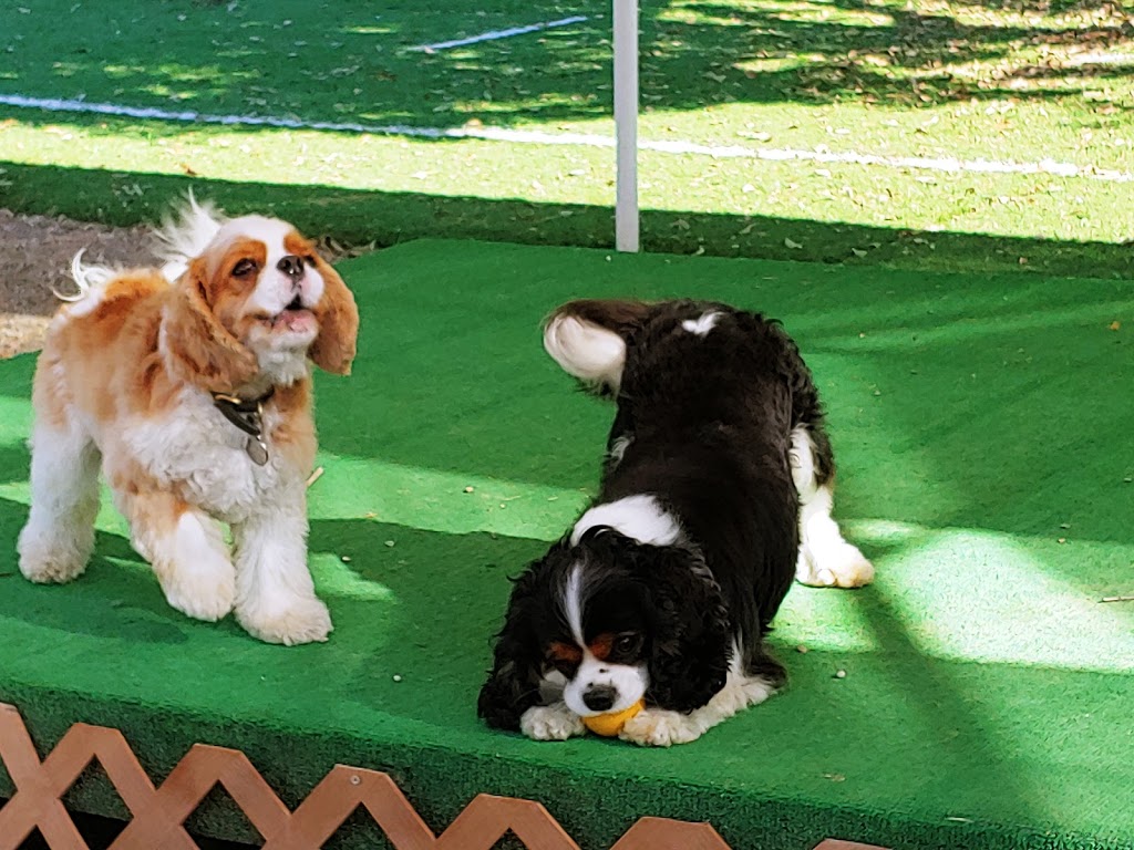 All Pets Boarding Resort | 3994 Delmar Ave, Loomis, CA 95650, USA | Phone: (916) 652-3687