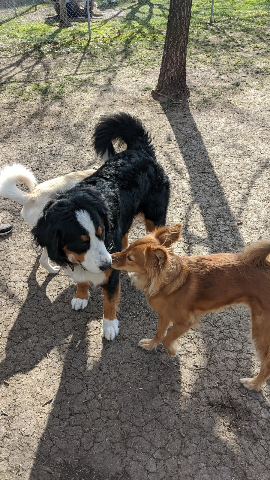 Larry J Marsalli Dog Park | 1425 Lafayette St, Santa Clara, CA 95050, USA | Phone: (408) 247-1988